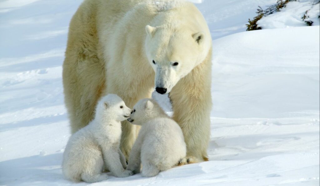 L'ours polaire est une des 10 races d'animaux menacés de disparition