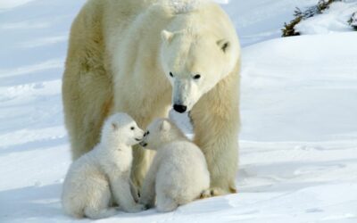 Découvrez les 10 races d’animaux menacées de disparition !