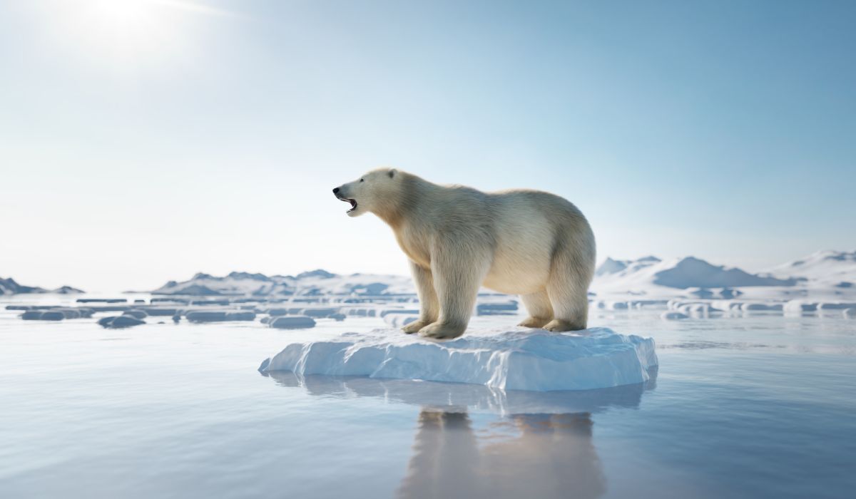 L'ours polaire est une des principales victimes du réchauffement climatique