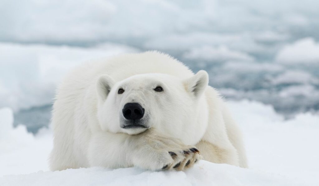 L'ours polaire est une victime directe du réchauffement climatique !