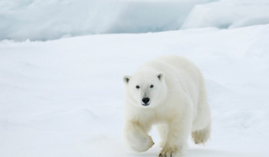 L'ours polaire est en voie de disparition à cause du réchauffement climatique