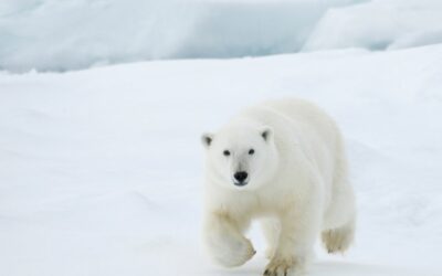 Pourquoi l’ours polaire fait partie des animaux en voie de disparition ?