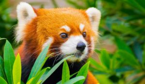 Le panda roux est menacé d'extinction