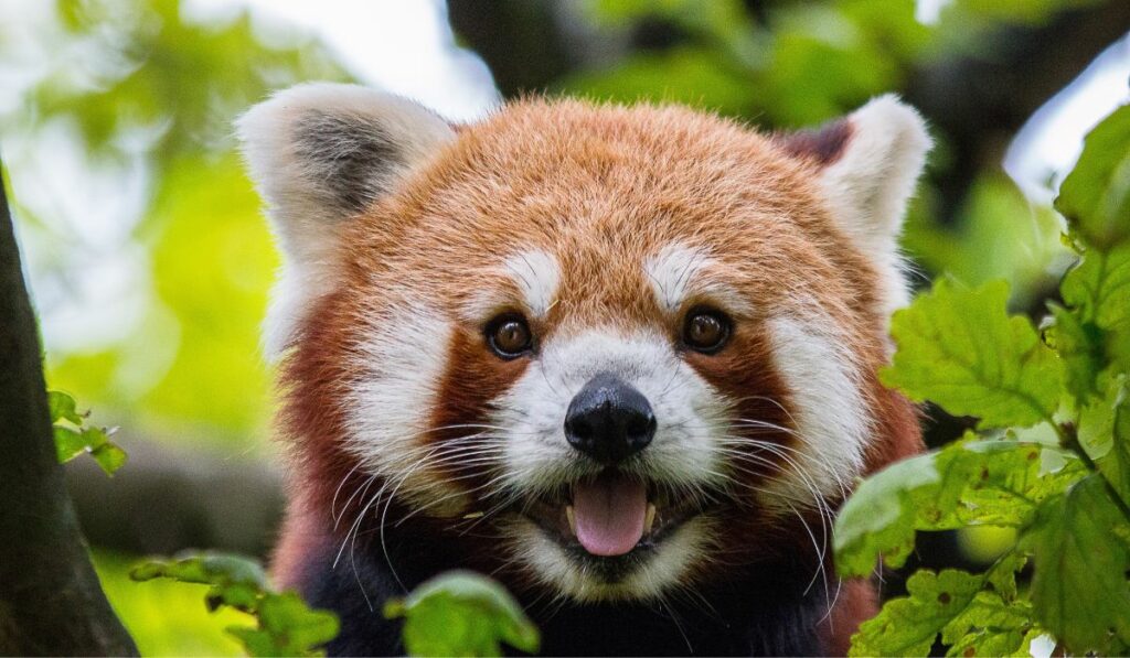 Le panda roux est un des animaux que l'on retrouve sur cette fameuse liste rouge