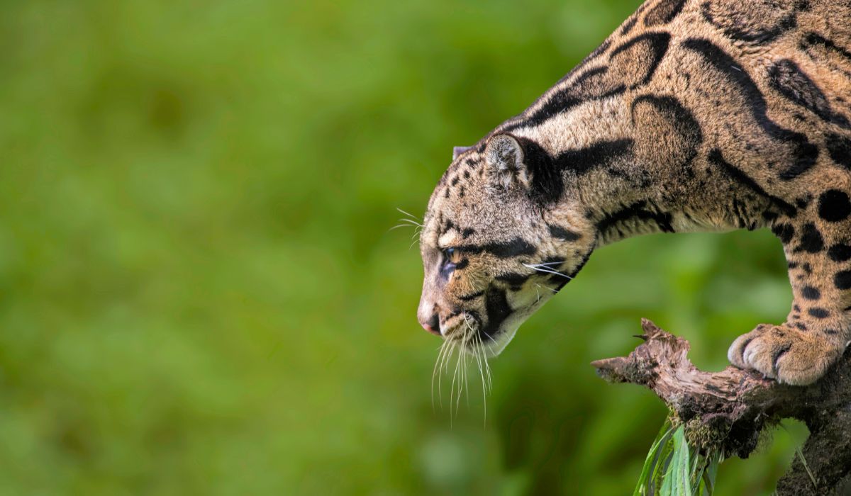 La panthère nébuleuse est un des animaux présents sur la liste rouge de l'UICN