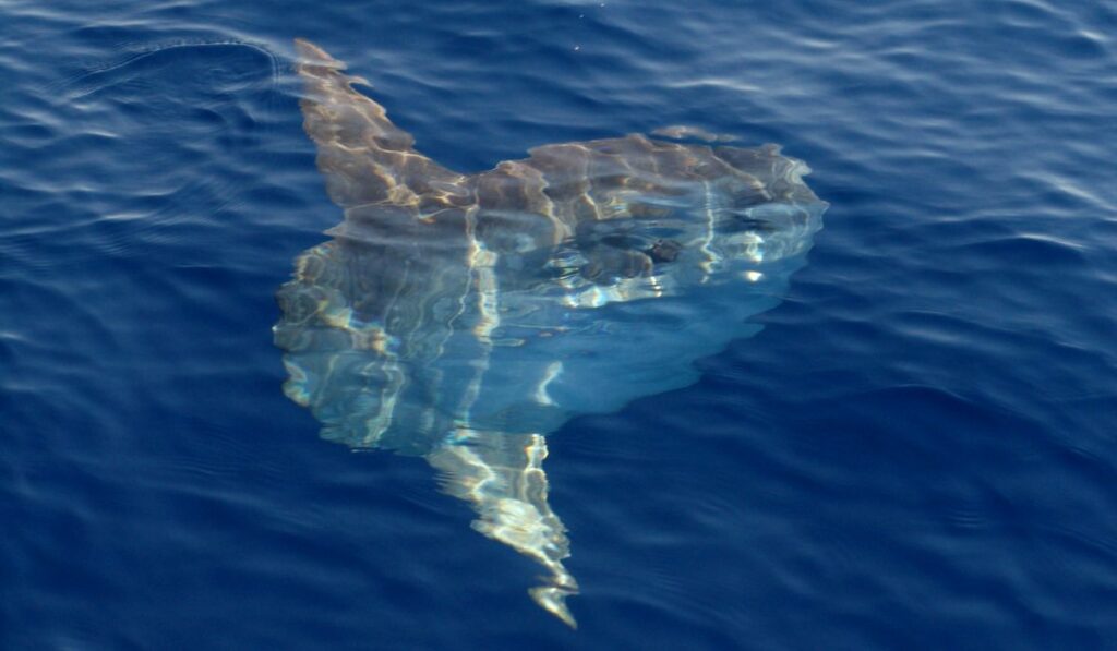 Le poisson lune est menacé à cause des filets de pêche !