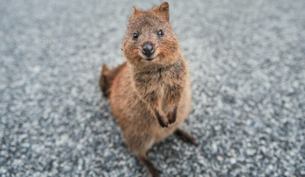 Le quokka est un animal menacé d'extinction !