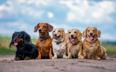 Quelle race de chien choisir ?