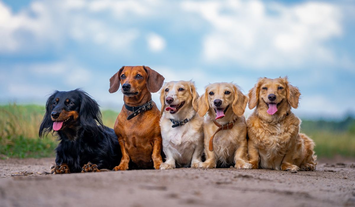 Il existe de nombreuses races de chiens, à vous de choisir !