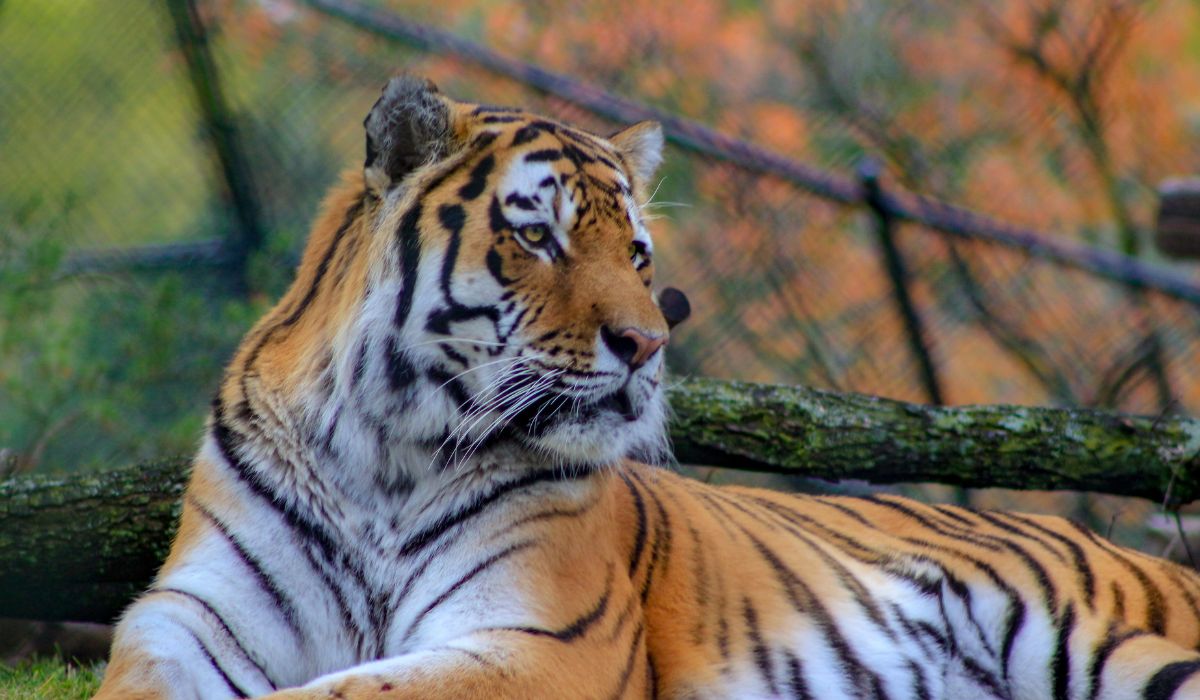 De nombreuses recherches sur les animaux en voie de disparition ont été effectuées pour le tigre