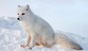 Le renard polaire subit les conséquences du réchauffement climatique