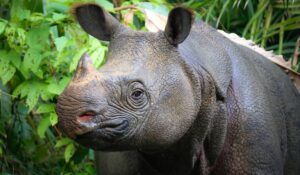 Le rhinocéros de Java est en danger d'extinction de nos jours