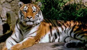Le tigre du bengale fait partie de ses animaux en voie de disparition