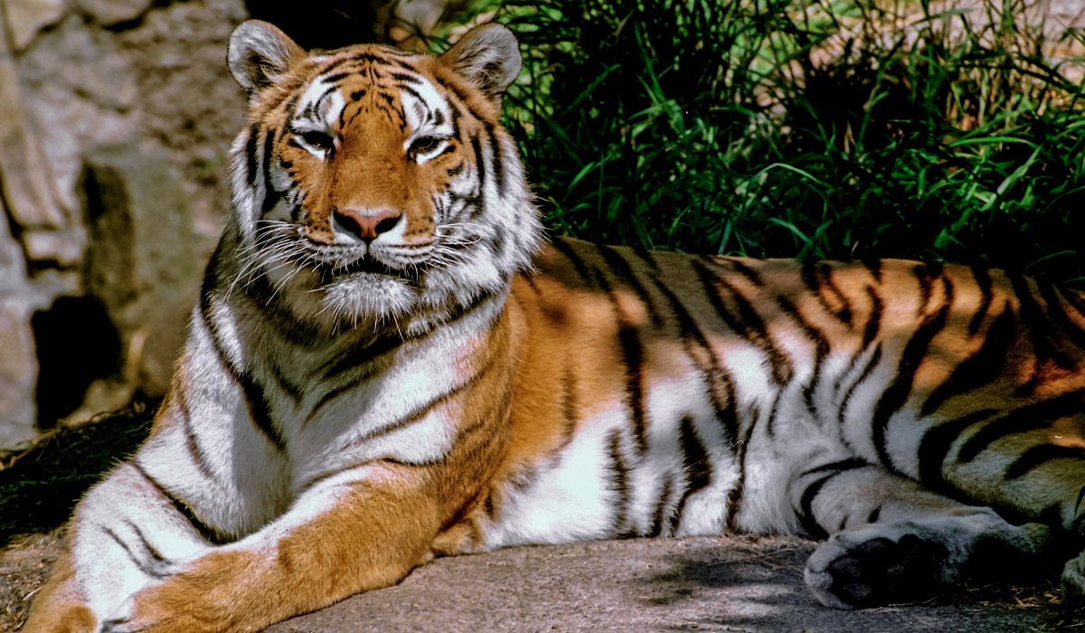 Le tigre du bengale fait partie de ses animaux en voie de disparition
