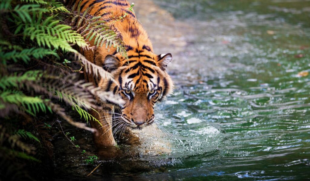 Le tigre est un animal victime de la chasse humaine