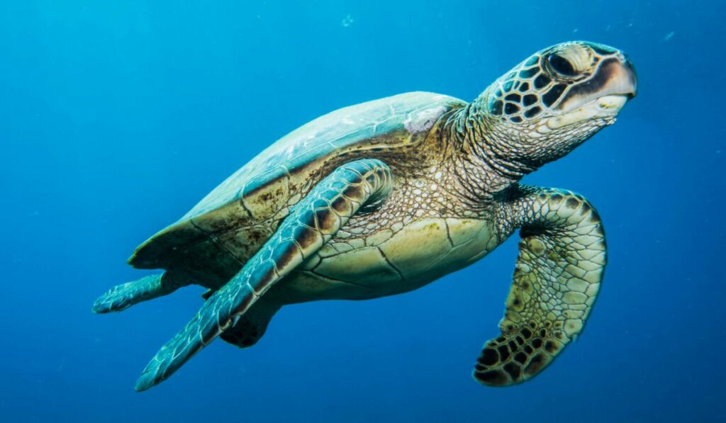 La tortue de mer est aussi en voie de disparition