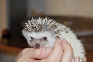 Il existe de nombreux métiers destinés à la protection des animaux en voie de disparition