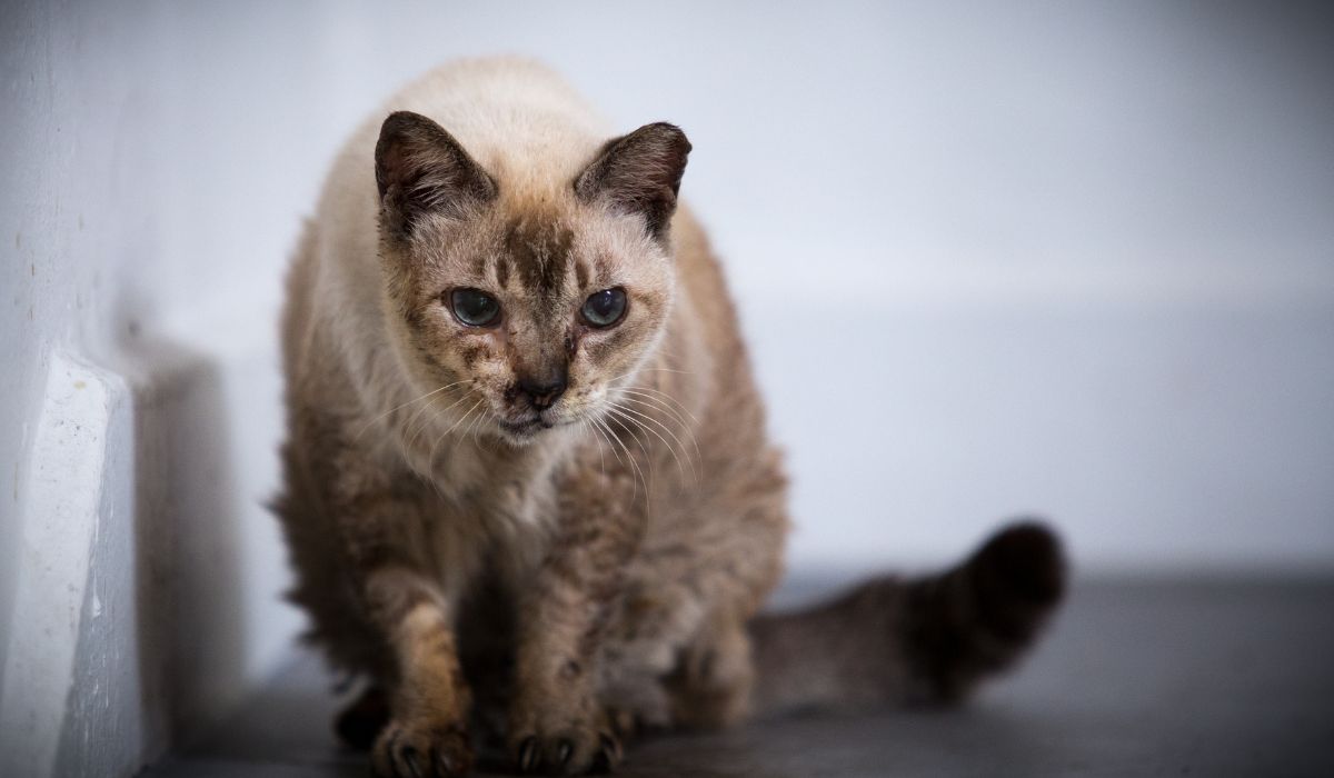 Un chat âgé