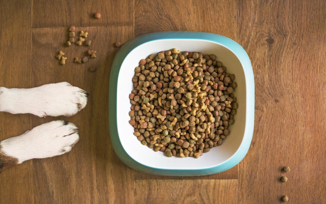 Alimentation de base pour les chiens : Ce que tout propriétaire de chien doit savoir