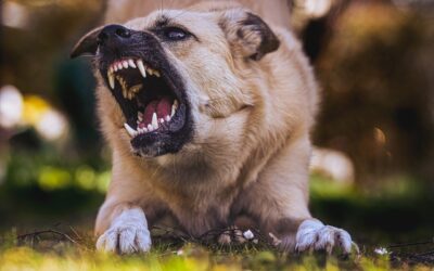 Chien : prenez soin de ses dents