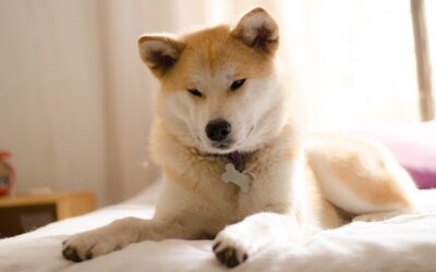 L’Akita Inu : La force et la beauté de cette race de chien japonaise rare