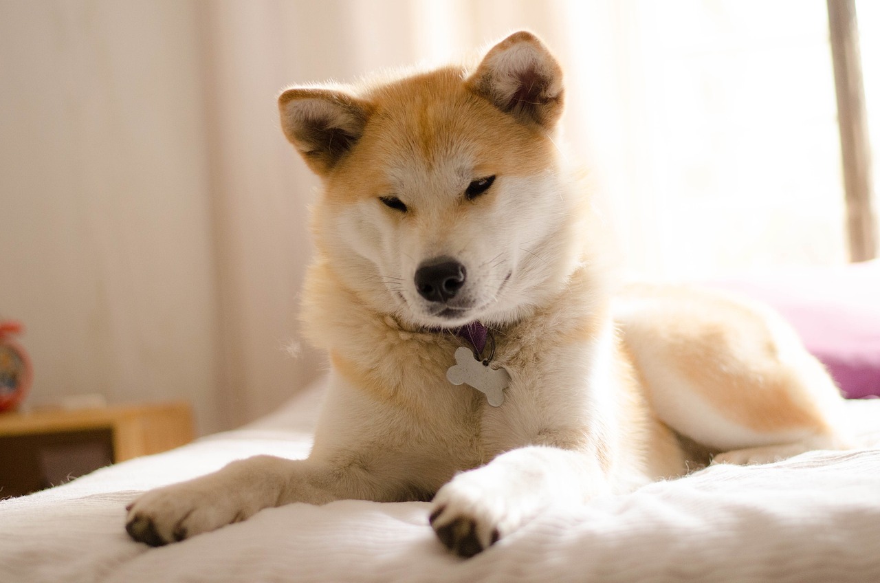 Un Akita Inu