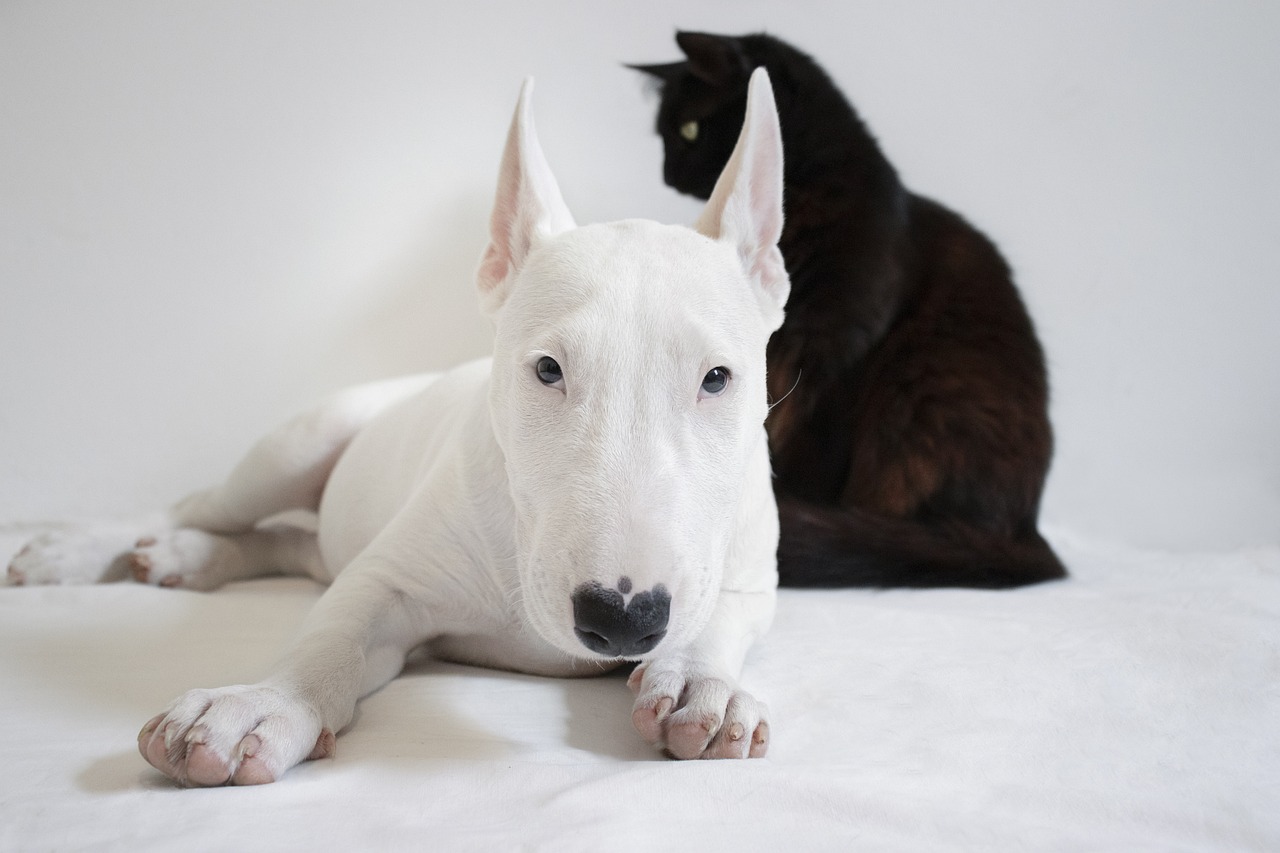 Un chat et un chien