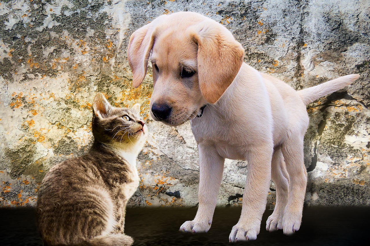 Un chien et un chat