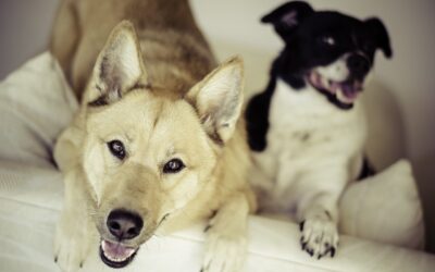 La formation pour multi-animaux : Comment entraîner plusieurs animaux de compagnie en même temps ?