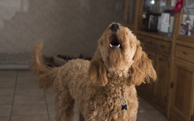 La gestion des comportements destructeurs : Comment empêcher votre chien de mâchouiller ou d’aboyer excessivement ?