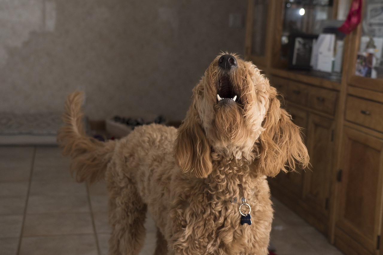 Un chien qui aboie