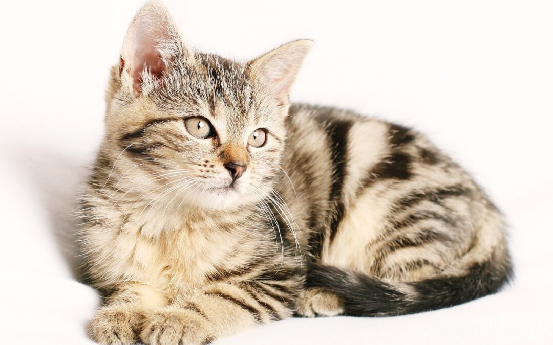 La socialisation des chats : Comment aider votre chat à s’adapter à de nouvelles personnes, de nouveaux environnements et d’autres animaux ?