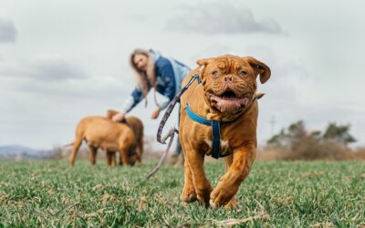 La socialisation des chiens : Comment socialiser votre chien avec d’autres chiens et d’autres personnes ?