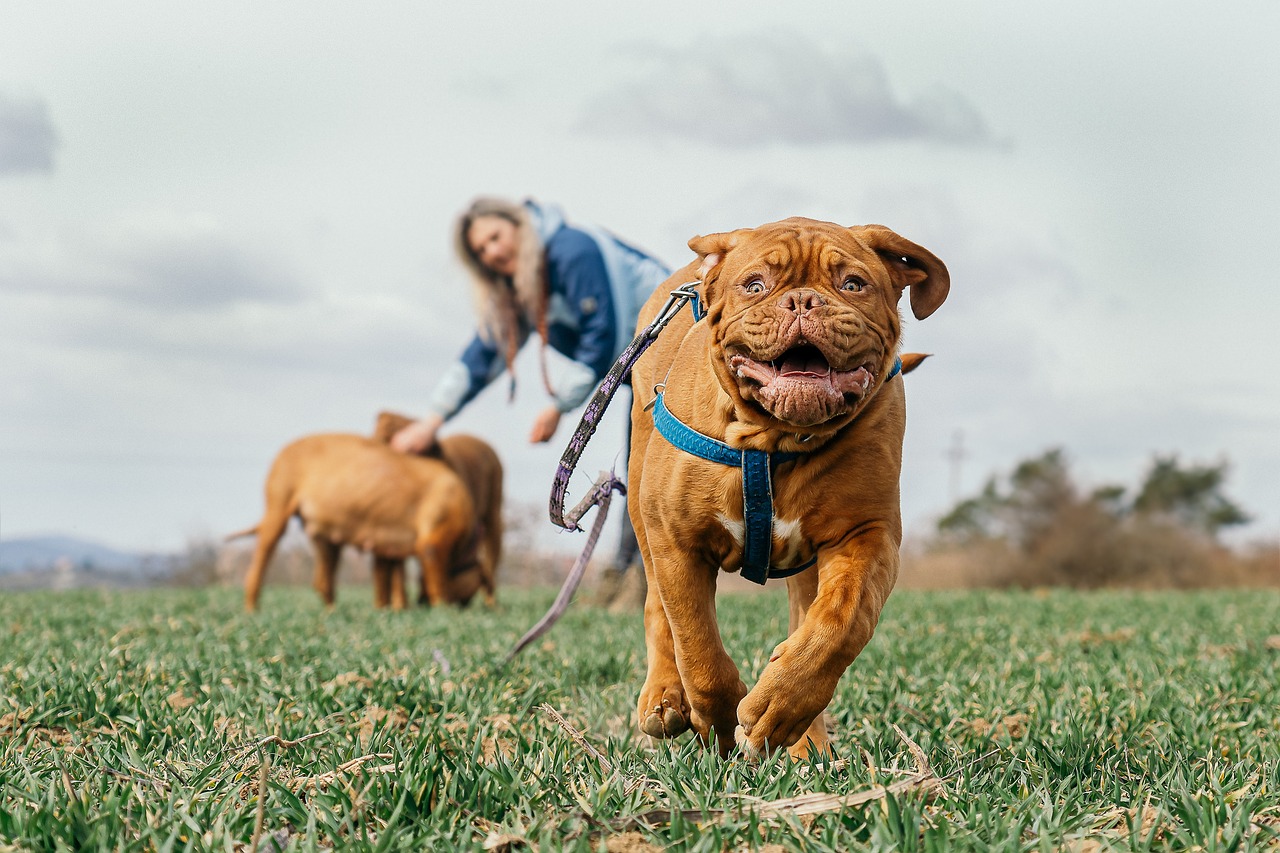 Des chiens qui jouent