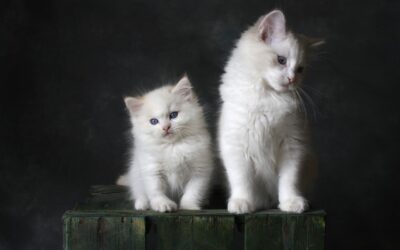 L’apprentissage de la litière pour les chatons : Comment apprendre à votre chaton à utiliser la litière ?