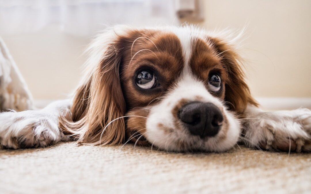 L’apprentissage de la propreté des chiots : Comment entraîner votre chiot à faire ses besoins à l’extérieur ?