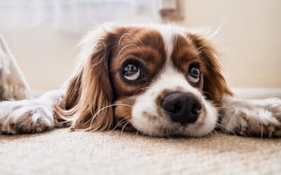 L’apprentissage de la propreté des chiots : Comment entraîner votre chiot à faire ses besoins à l’extérieur ?