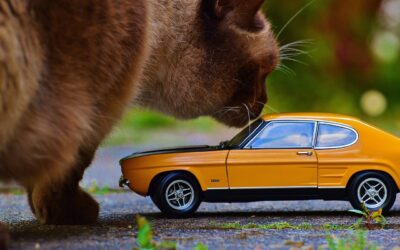 L’éducation des chats pour les voyages en voiture : Comment apprendre à votre chat à rester calme pendant les voyages en voiture ?