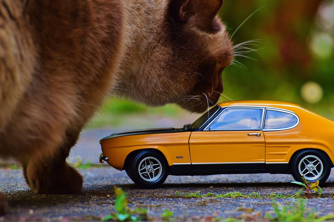 Un chat et une voiture