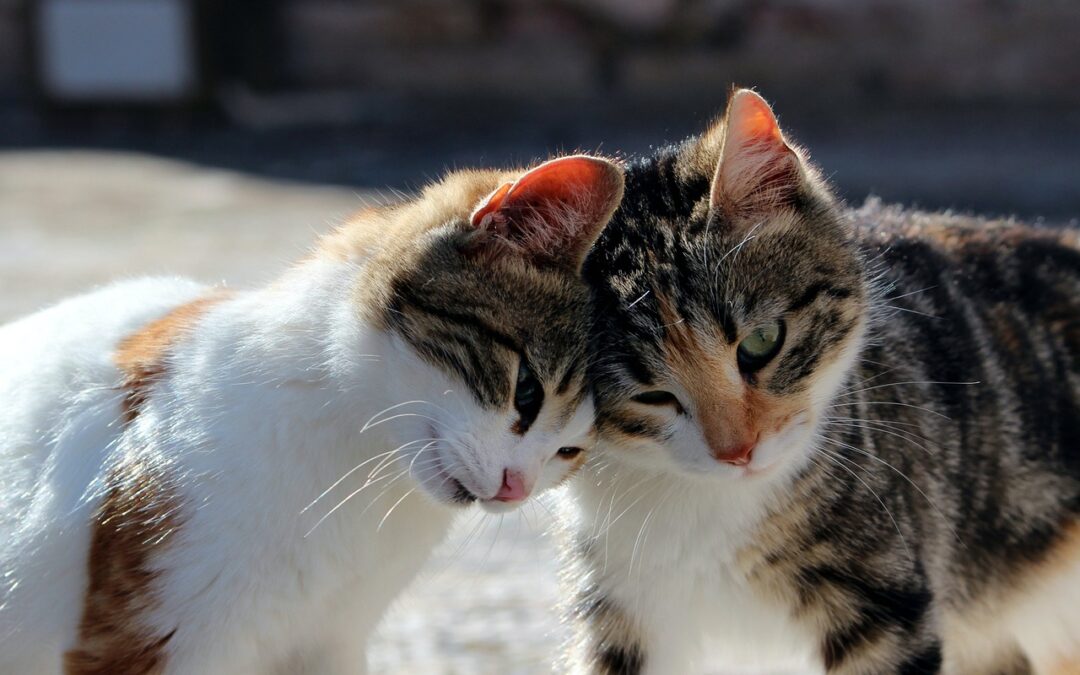 L’éducation des chats sur les bisous et les câlins : Comment aider votre chat à accepter les bisous et les câlins s’il n’est pas habitué à cela ?