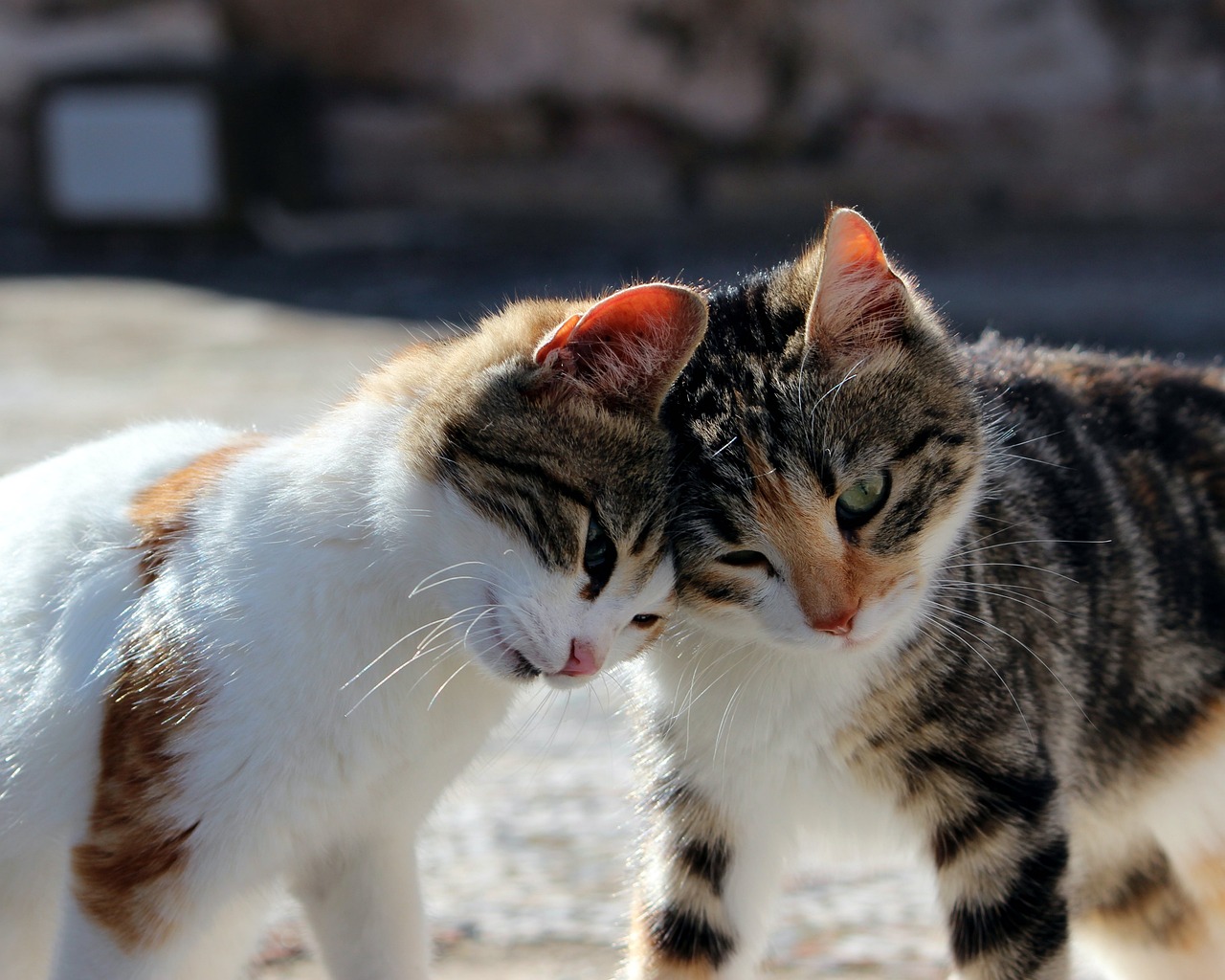 Un câlin entre chats