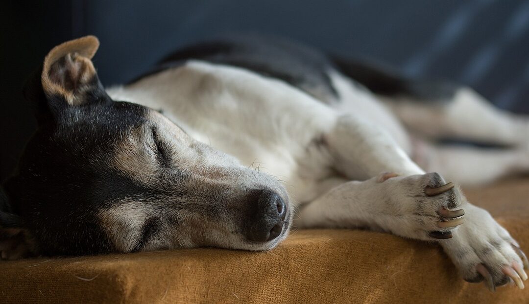 L’éducation du chien sourd : Comment entraîner votre chien sourd à réagir à des signaux visuels ?