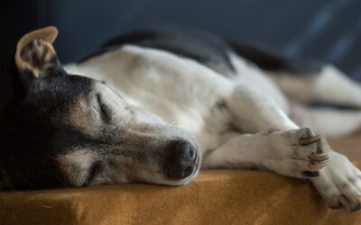 L’éducation du chien sourd : Comment entraîner votre chien sourd à réagir à des signaux visuels ?