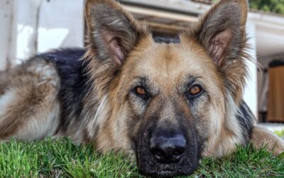 L’éducation pour les chiens adultes : Comment éduquer un chien adulte qui n’a jamais été formé auparavant ?