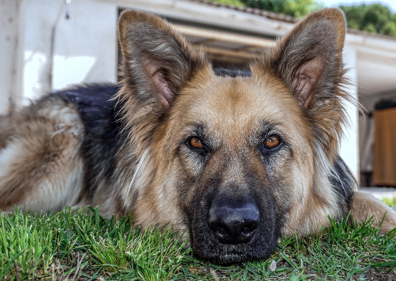 Un chien adulte