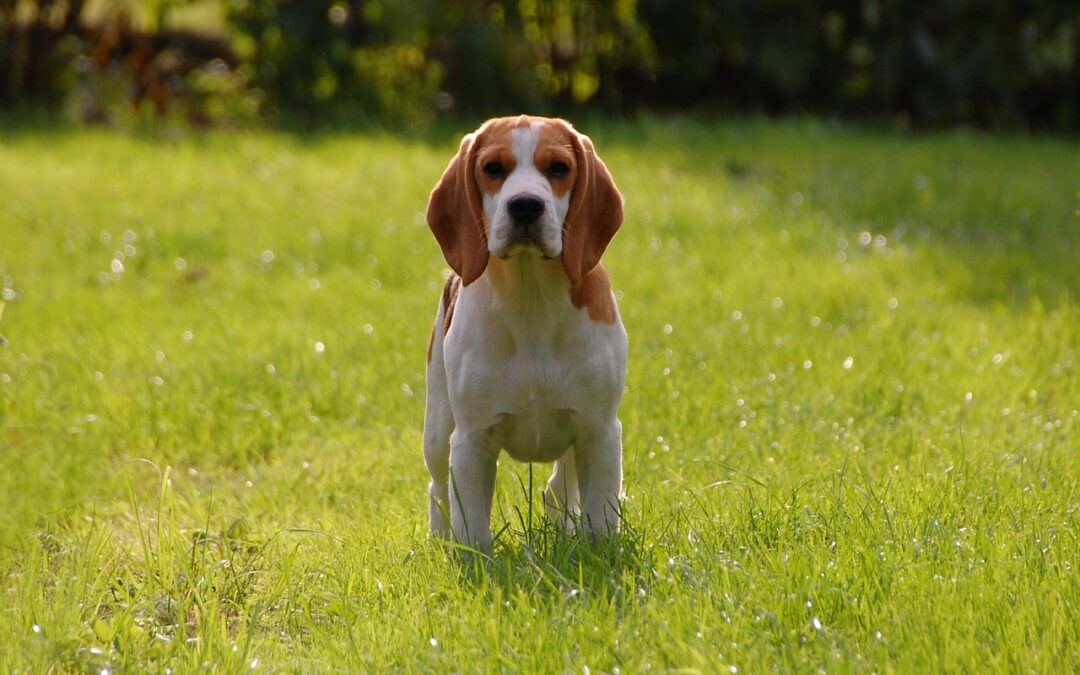 Le Beagle : La personnalité détendue et amicale de ce chien de chasse
