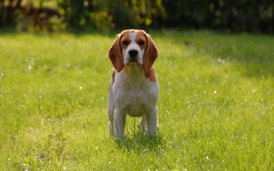Le Beagle : La personnalité détendue et amicale de ce chien de chasse