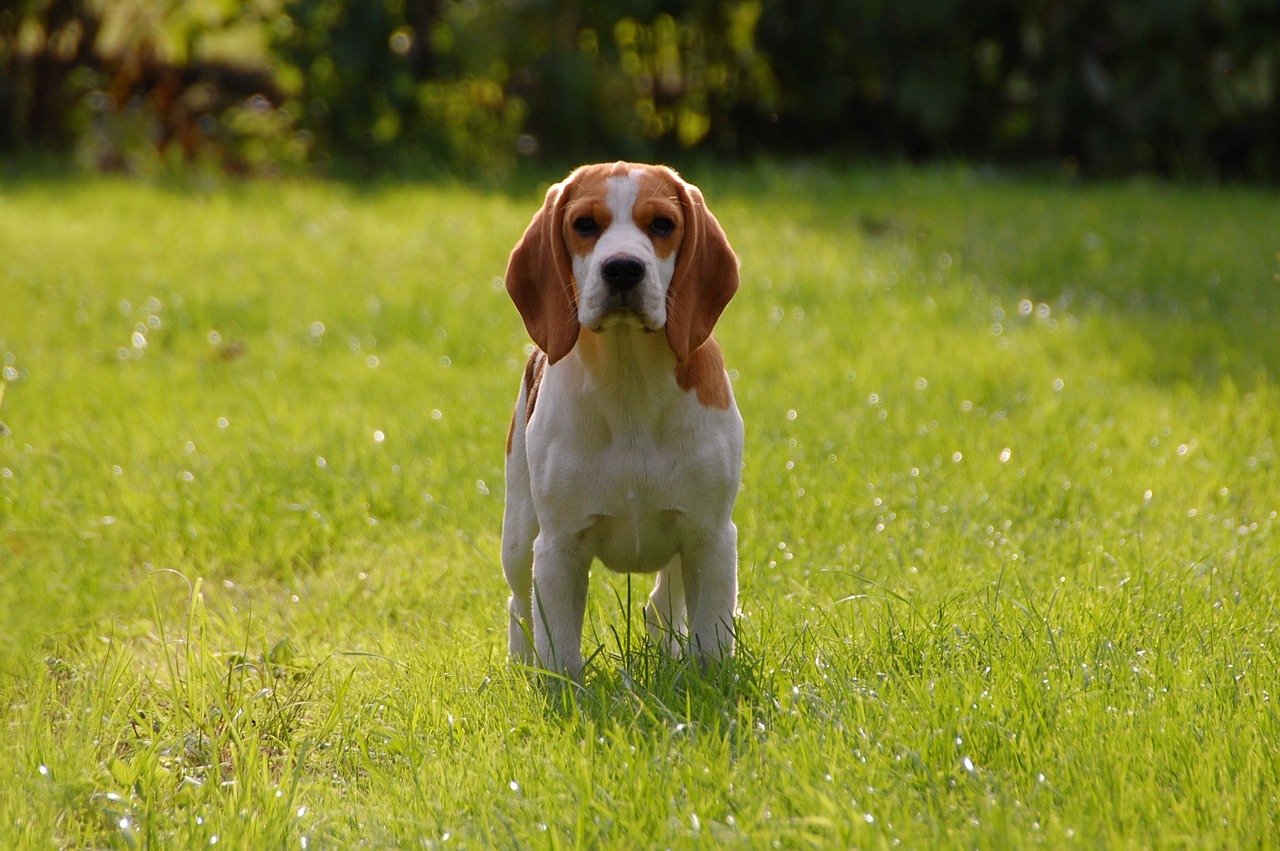 Un beagle
