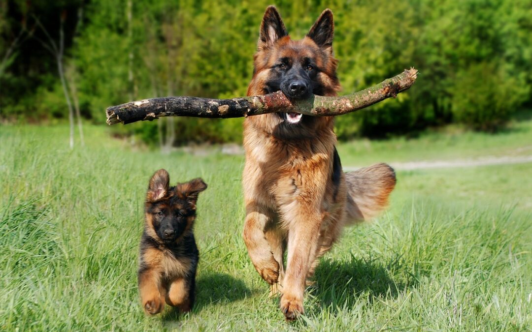 Le Berger Allemand : les raisons de sa popularité en tant que chien de travail et de compagnie