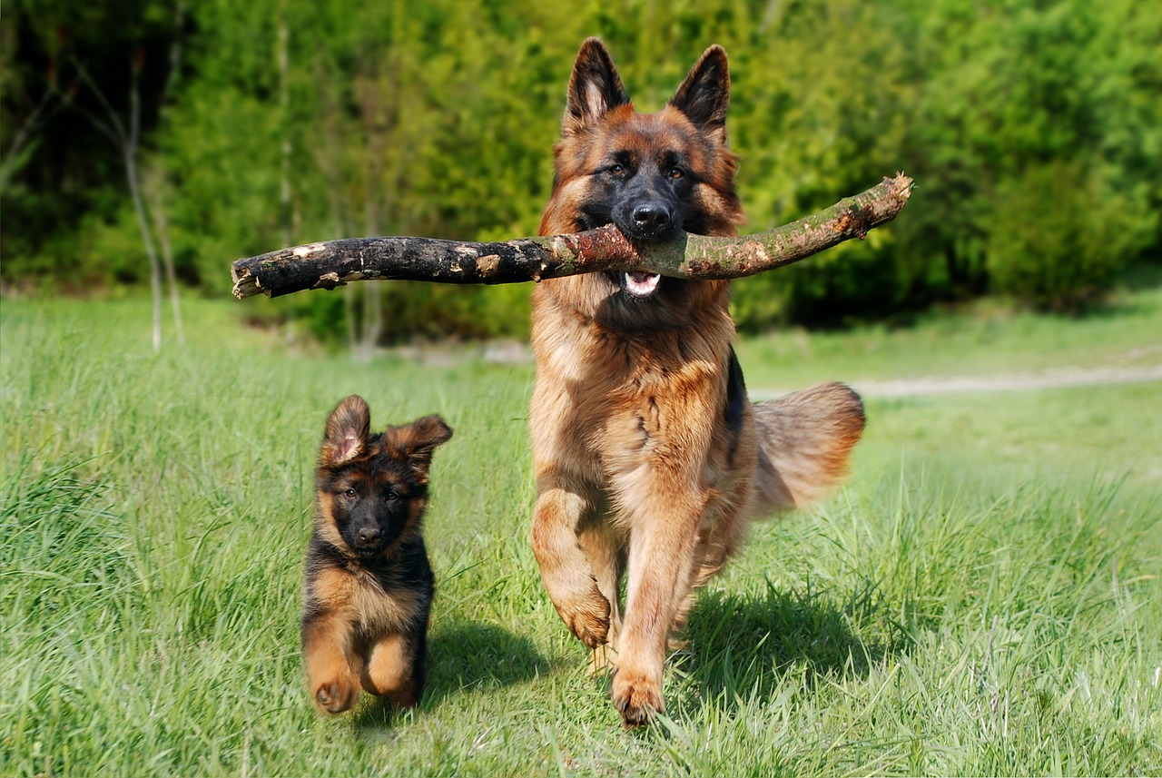 Un berger allemand et son petit